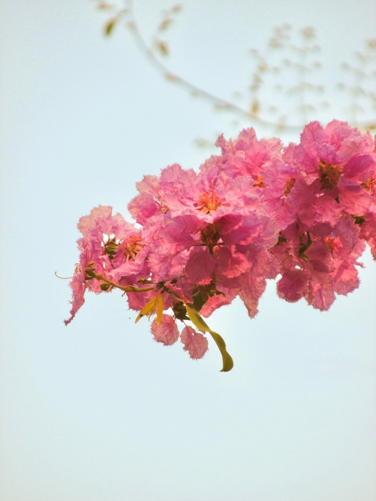 Canon SX160IS